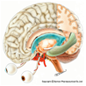 眼と中枢神経系